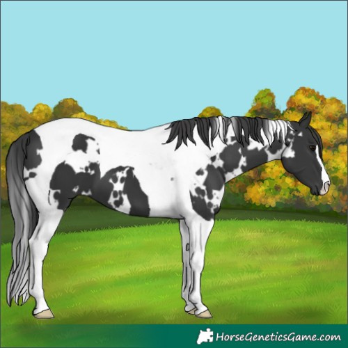 Horse Color:White Spotted Black Tobiano 