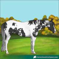 Horse Color:White Spotted Black Tobiano 