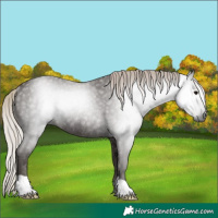 Horse Color:Gray Silver Black Rabicano 