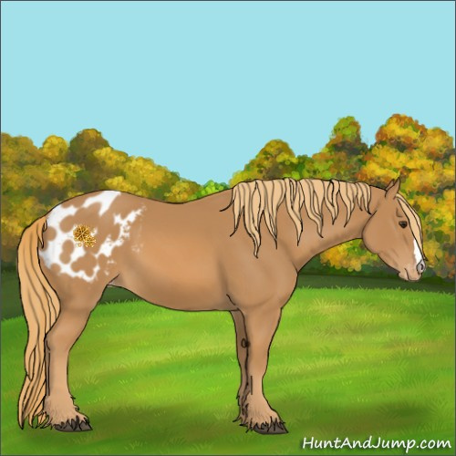 Horse Color:Chestnut Appaloosa 