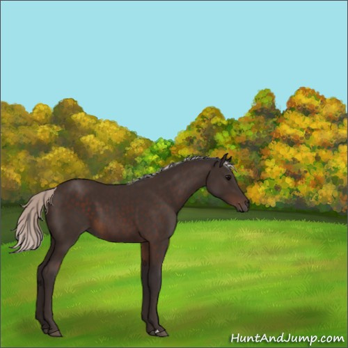 Horse Color:Silver Brown 