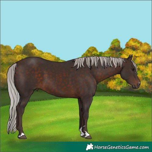 Horse Color:Silver Brown 