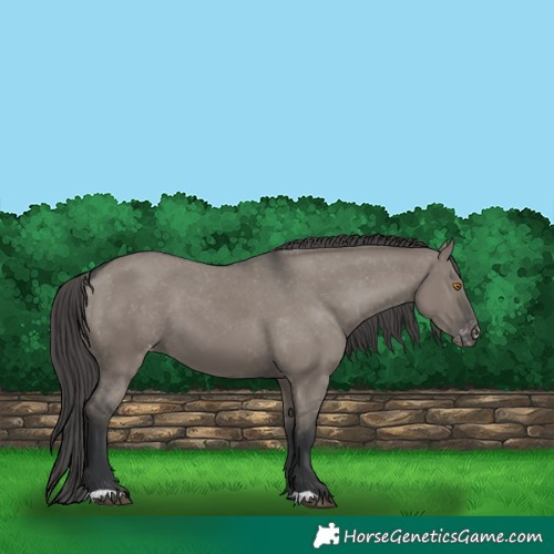 Horse Color:Grullo Varnish