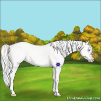 Horse Color:Cremello Dun 