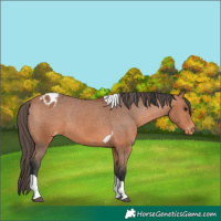 Horse Color:Bay Tobiano Blanket 