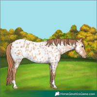 Horse Color:Red Dun Near Leopard 