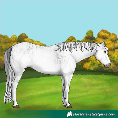 Horse Color:Gray White Spotted Black  and Gray White Spotted Black 