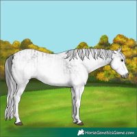 Horse Color:Gray White Spotted Black  and Gray White Spotted Black 