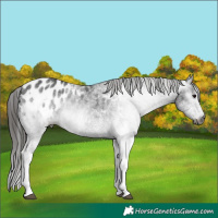 Horse Color:Gray White Spotted Black Appaloosa 