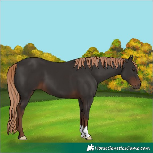 Horse Color:Liver Chestnut 