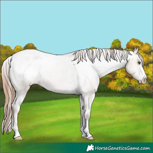Horse Color:Classic Champagne Dun Snowcap