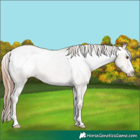 Horse Color:Classic Champagne Dun Snowcap 