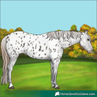 Horse Color:Grullo Appaloosa 