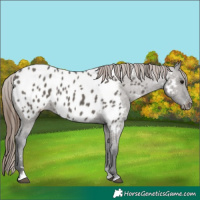 Horse Color:Grullo Appaloosa 