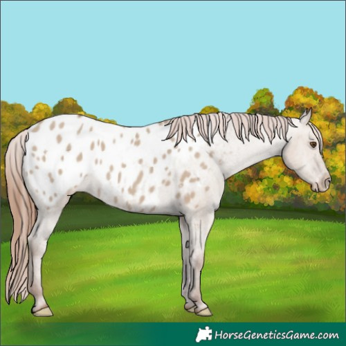 Horse Color:Classic Champagne Dun Appaloosa 