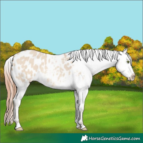 Horse Color:Amber Champagne Dun Appaloosa 