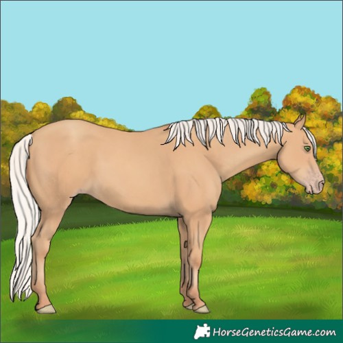 Horse Color:Silver Classic Champagne 