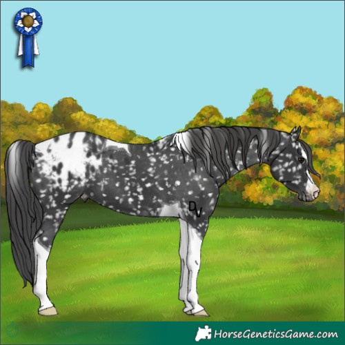 Horse Color:Black Tobiano Blanket 