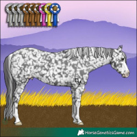 Horse Color:Black Appaloosa