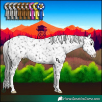Horse Color:Black Appaloosa 