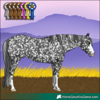 Horse Color:Black Appaloosa 