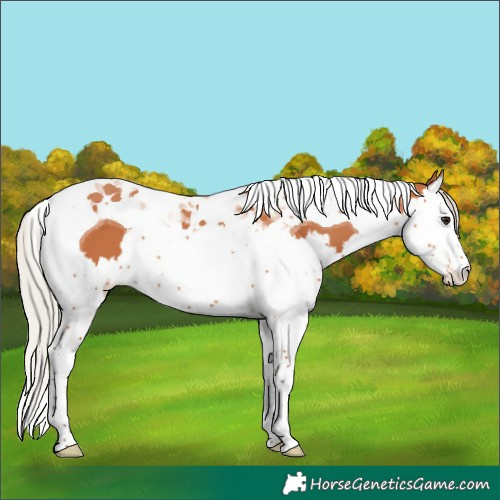 Horse Color:Silver Bay Splash Tobiano 