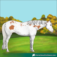 Horse Color:Silver Bay Splash Tobiano 