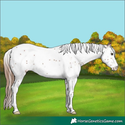 Horse Color:White Spotted Chestnut Splash Tobiano 