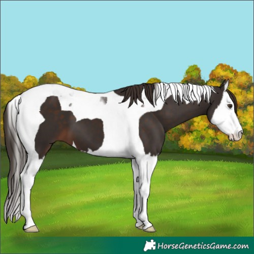 Horse Color:Liver Chestnut Splash Tobiano 