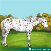 Horse Color:White Spotted Buckskin Sabino Appaloosa 