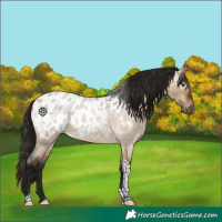 Horse Color:Gray Bay Roan Dun Tobiano Appaloosa 