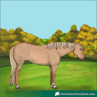 Horse Color:Red Dun 
