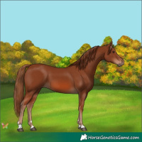 Horse Color:Chestnut 