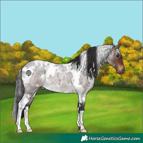 Horse Color:White Spotted Brown Roan 