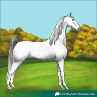 Horse Color:Buckskin Snowcap 