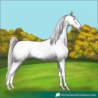 Horse Color:Perlino Snowcap 