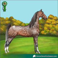 Horse Color:Bay Appaloosa 