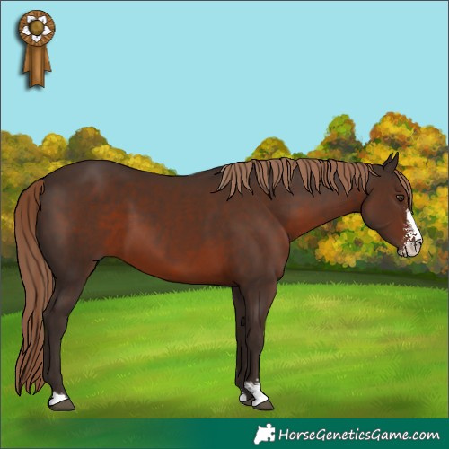 Horse Color:Liver Chestnut Sabino 