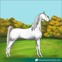 Horse Color:Perlino Appaloosa 