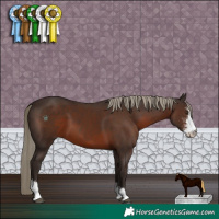 Horse Color:Liver Chestnut Sabino