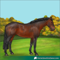 Horse Color:Brown 