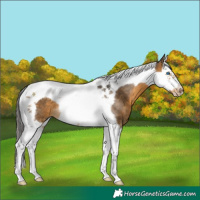 Horse Color:Buckskin Splash Tobiano Frame Rabicano