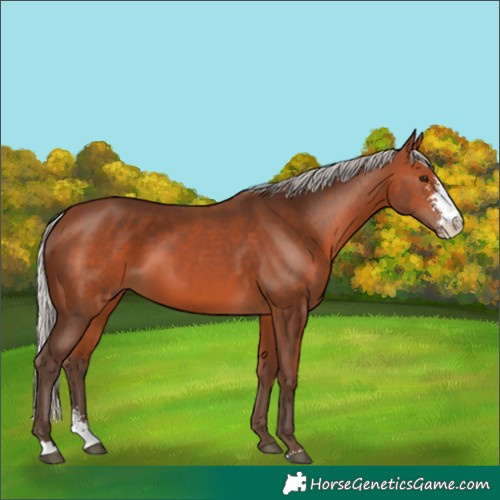Horse Color:Silver Brown Sabino 