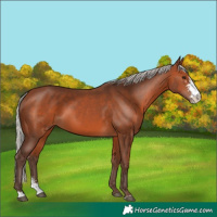Horse Color:Silver Brown Sabino 