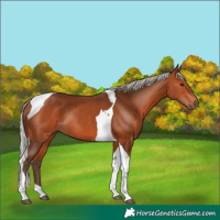 Horse Color:Silver Bay Tobiano Rabicano 