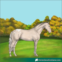 Horse Color:Cremello Appaloosa 