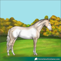 Horse Color:Silver Buckskin Roan Pearl Frame 