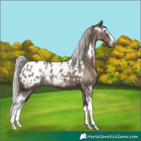 Horse Color:White Spotted Silver Black Splash Appaloosa Rabicano 