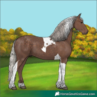 Horse Color:Silver Black Tobiano 