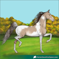 Horse Color:Liver Red Dun Tobiano Frame